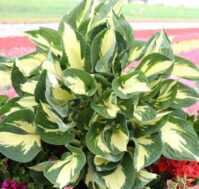 Питомник Омский Садовод