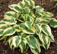 Питомник Омский Садовод