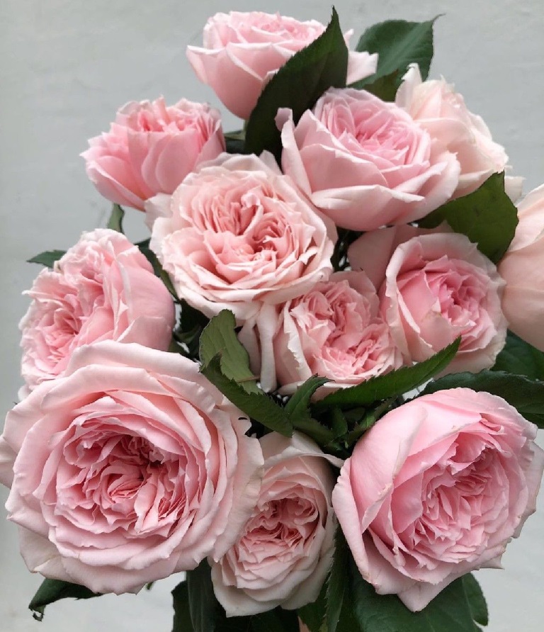 Роза чайно-гибридная: Принцесса Хитоми Питомник Омский Садовод