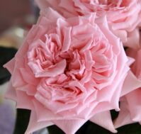 Питомник Омский Садовод