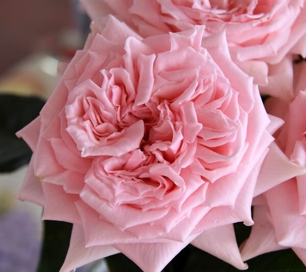 Роза чайно-гибридная: Принцесса Хитоми Питомник Омский Садовод