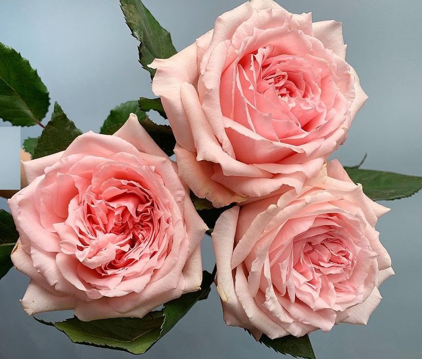 Роза чайно-гибридная: Принцесса Хитоми Питомник Омский Садовод