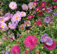 Питомник Омский Садовод