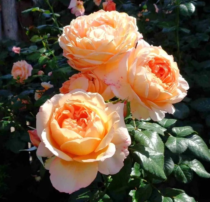 Роза чайно-гибридная: Капри Питомник Омский Садовод