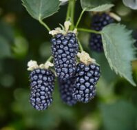 Ежевика: Виктория Питомник Омский Садовод