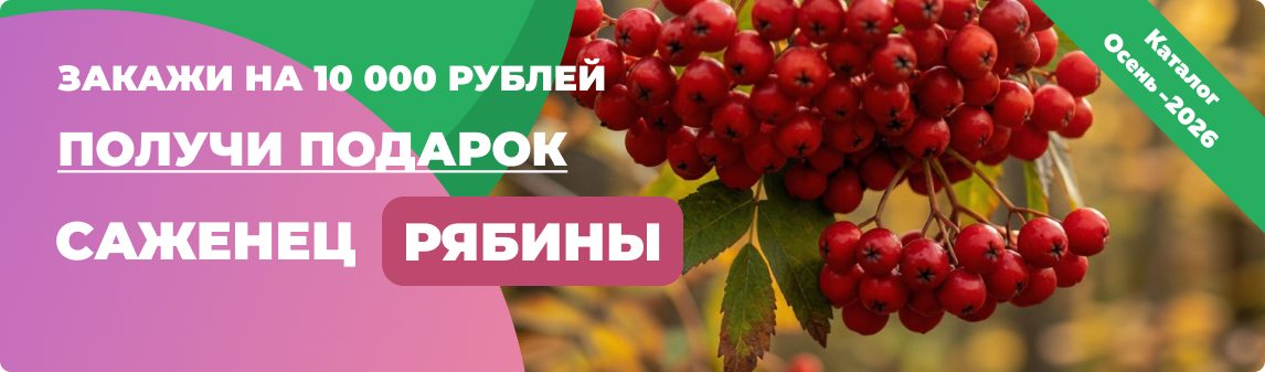 рябина