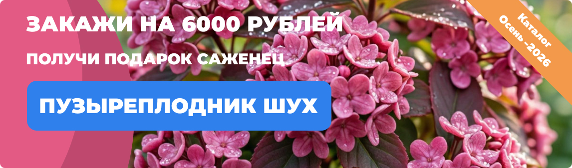 калина