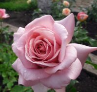 Питомник Омский Садовод