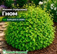 Питомник Омский Садовод