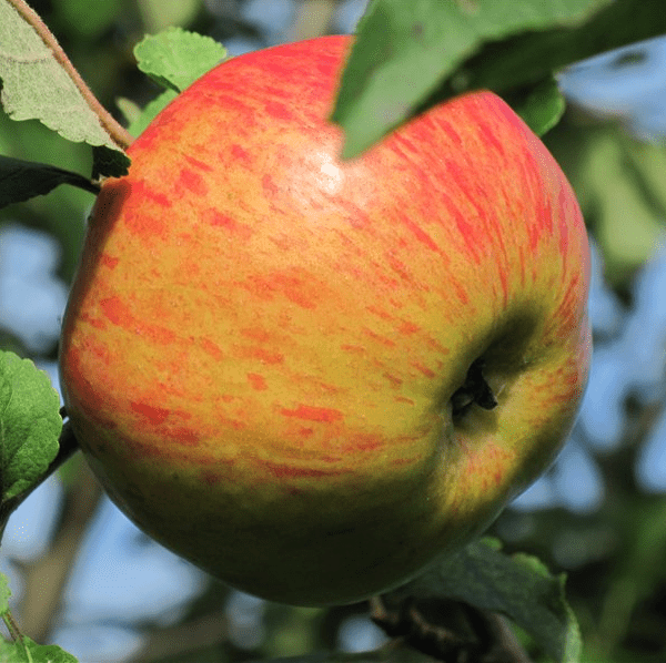 Как почистить яблони перед побелкой