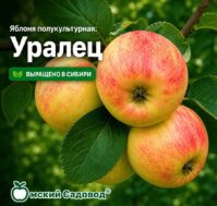 Питомник Омский Садовод