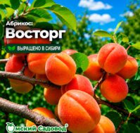 Питомник Омский Садовод