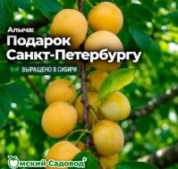 Алыча: Подарок Санкт-Петербургу Питомник Омский Садовод