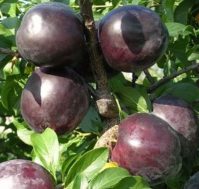 Алыча: Степная черная
