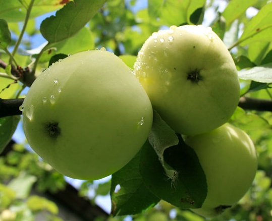 Как вырастить яблоню из семян: пошаговая инструкция