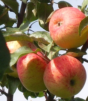 Яблоня «Боровинка» — описание сорта. Фото и отзывы