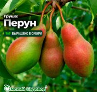 Питомник Омский Садовод