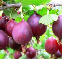 Крыжовник: Куйбышевский