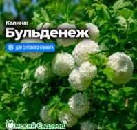 Питомник Омский Садовод