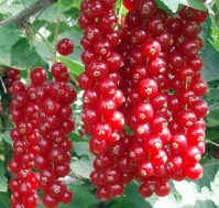 Саженцы Смородины Красный крест. Питомник Омский Садовод.