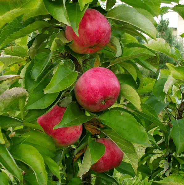 Яблоня Кумир