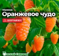 Малина: Оранжевое чудо Питомник Омский Садовод