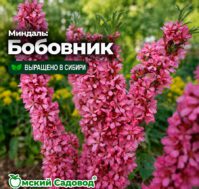 Питомник Омский Садовод