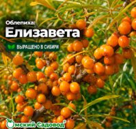 Питомник Омский Садовод