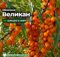 Питомник Омский Садовод