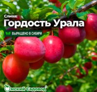 Питомник Омский Садовод