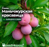 Питомник Омский Садовод