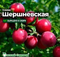 Питомник Омский Садовод