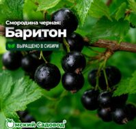 Питомник Омский Садовод