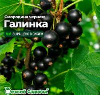 Питомник Омский Садовод