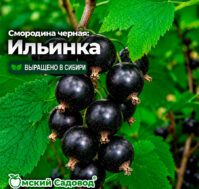 Питомник Омский Садовод