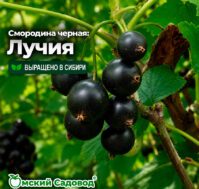 Питомник Омский Садовод