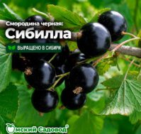 Питомник Омский Садовод
