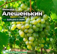 Питомник Омский Садовод