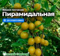 Вишня песчаная: Пирамидальная Питомник Омский Садовод