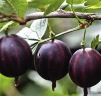 Крыжовник: Командор (Владил)