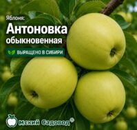 Питомник Омский Садовод