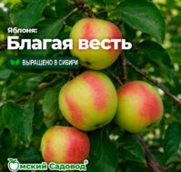 Питомник Омский Садовод
