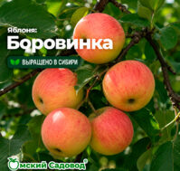 Питомник Омский Садовод
