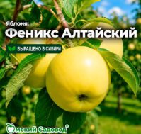 Питомник Омский Садовод