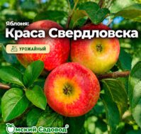Питомник Омский Садовод