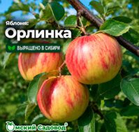 Питомник Омский Садовод
