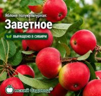 Питомник Омский Садовод