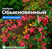 Барбарис обыкновенный Питомник Омский Садовод