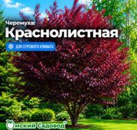 Питомник Омский Садовод