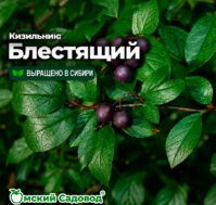 Питомник Омский Садовод